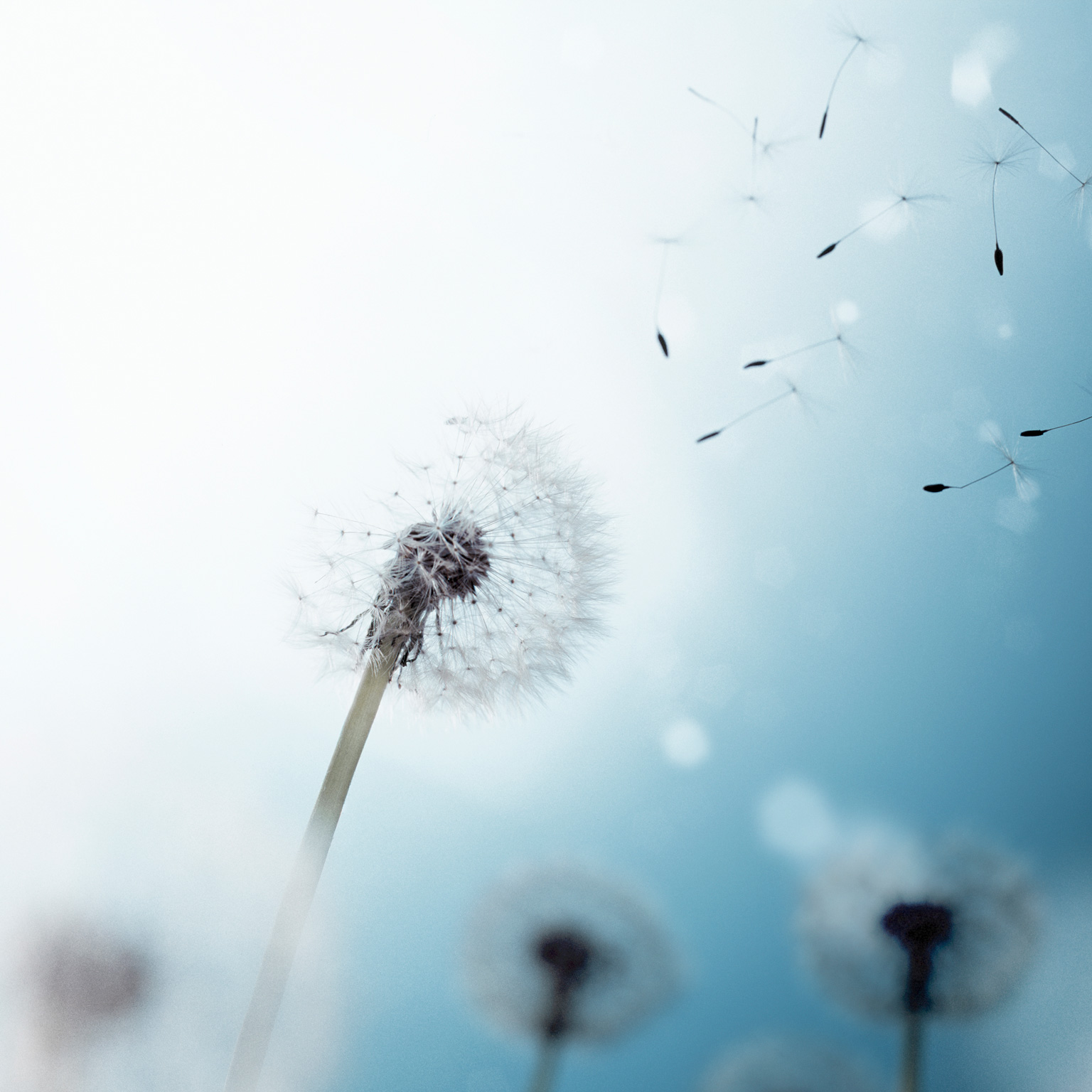 Dandelions' flying grains