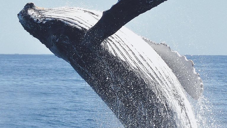 Digital transformation in energy: Achieving escape velocity