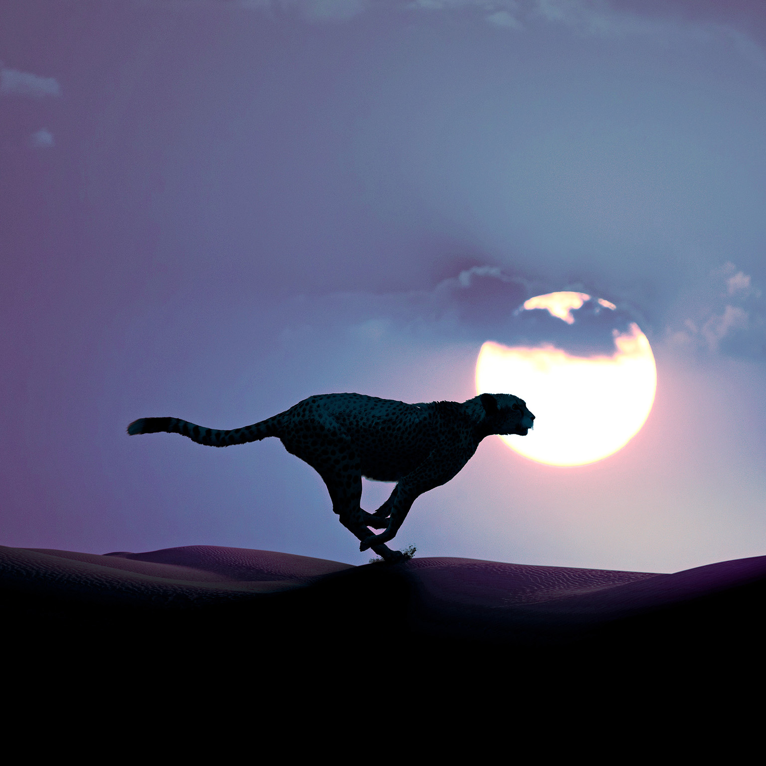 Silhouette of cheetah running in the desert 