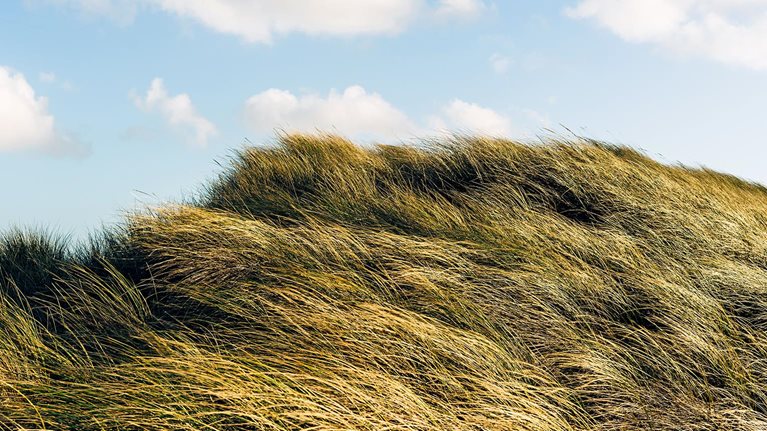 A daytime view of grassy sand dunes