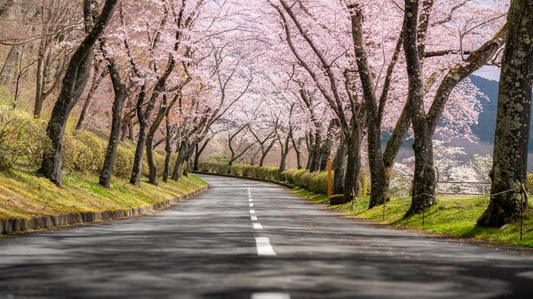 Straße Kirschblüten 