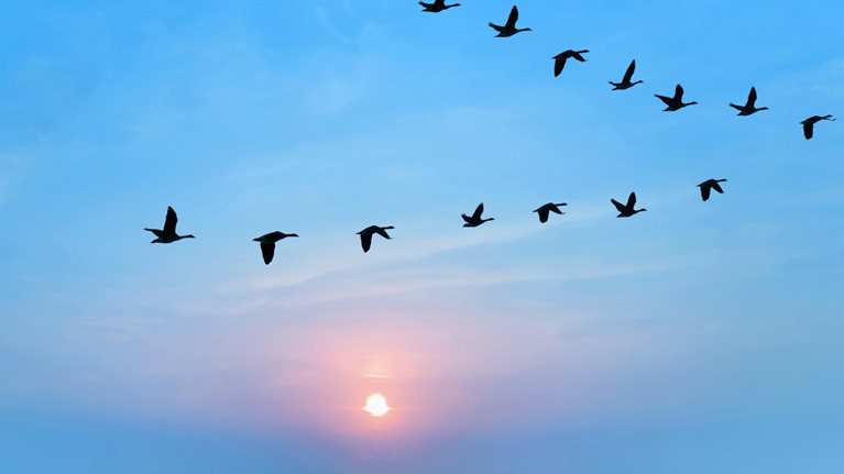 Flock of birds flying in v formation against sunset sky background - stock photo
