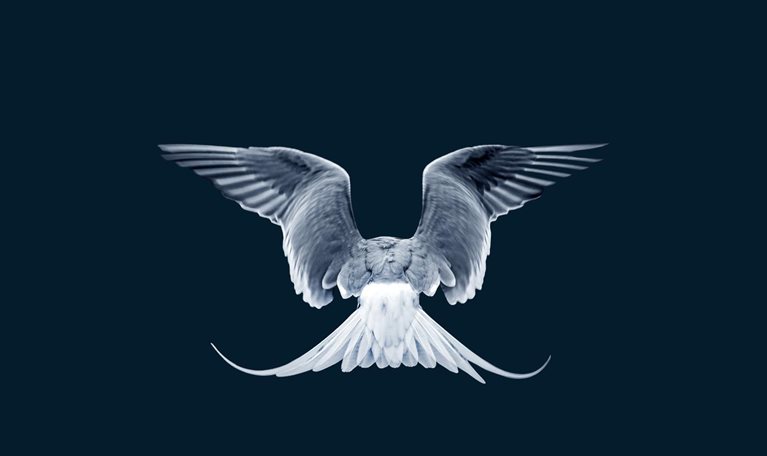 A close-up image captures the back of a gray and white tern in flight against a dark blue backdrop. The bird's wings are outstretched, with the ends of its long tail feathers turning upward as they catch the air.